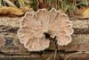 Schizophyllum commune_02.jpg